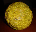 ����� ������� - ����������