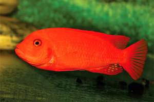 ����� �������