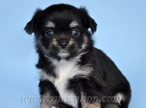 ����� ��������