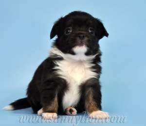 ����� ��������