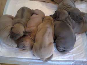 ����� �������� ��������