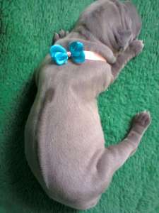 ����� �������� ��������