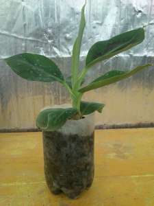 ����� �������� ���������