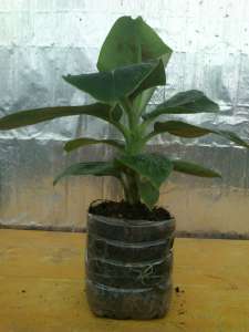 ����� �������� ���������