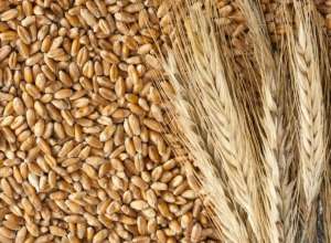 ����� ��������, ��������� - ����������