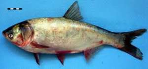 ����� ��������� 1+, 3+, 5+, 10+ �� �� 1 �� 50 ��. ���������. �� �������. - ����������