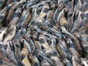 ����� ��������� - ����������