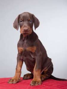 ����� ���������