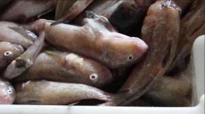 ����� ��������� ��� - ����������