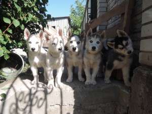 ����� ��������� �����