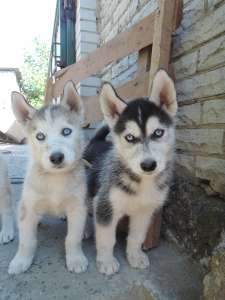 ����� ��������� �����