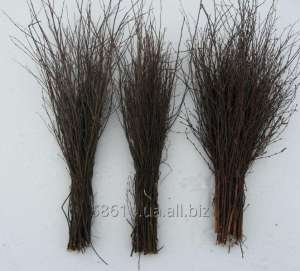 ����� ���������, ������ ��������� ��� ������ ����