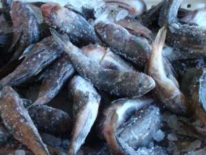 ����� ��������� �������� - ����������