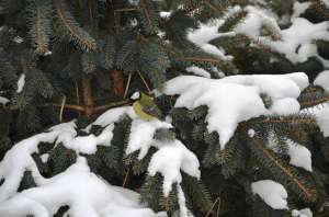 ����� ���������� ���� � ������ 2.1����� Abies