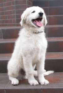 ����� ���������� ������ - ����������