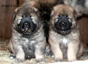 ����� ���������� �������