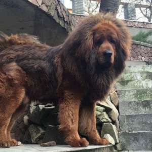 ����� ���������� �������