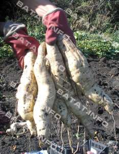 �����: ����������; ������� ������