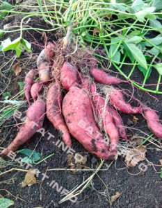 �����: ����������; ������� ������