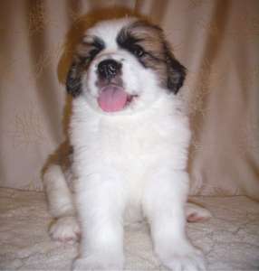 ����� ���������� ���������� � ����������� �� 2000 ��� - ����������