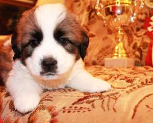 ����� ���������� ���������� �� ����� ��������, �������� ����������� ����� - ����������