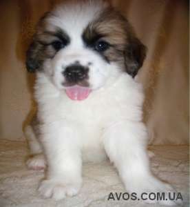 ����� ���������� ���������� �� �������� ������� - ����������