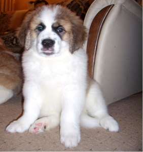 ����� ���������� ���������� �� �������� ������� - ����������