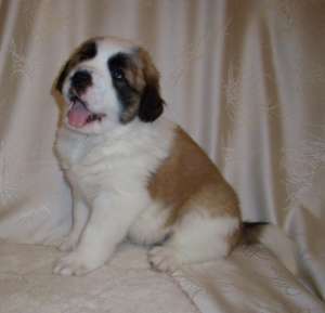 ����� ���������� ���������� �� �������� ������� - ����������