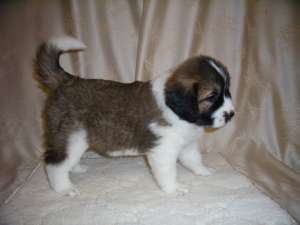 ����� ���������� ���������� �������� ����������� ����� ������ - ����������