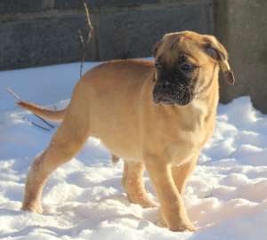 ����� ����������� - ����������