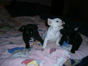 ����� ����������� ��������