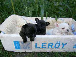 ����� ����������� ��������