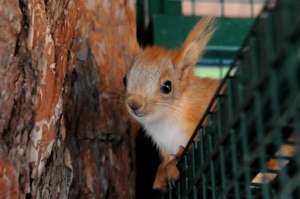 ����� ������������