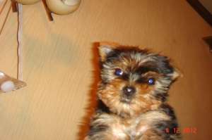 ����� ������������ �������