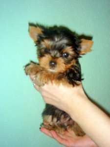 ����� ������������ �������