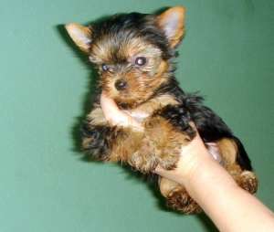 ����� ������������ �������