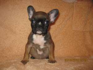 ����� ������������ ��������