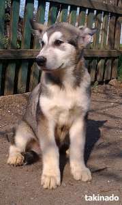 ����� ������������ ��������