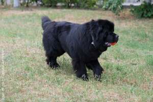 ����� ������������ �������� � ������������ ������