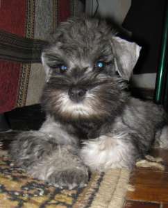 ����� �������������