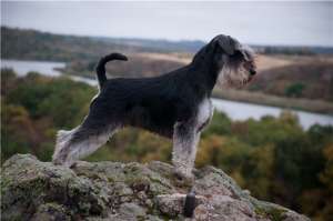 ����� �������������, ����� ������ � ��������