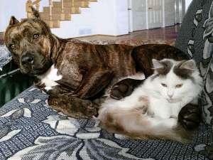 ����� ������������� ���������������� �������