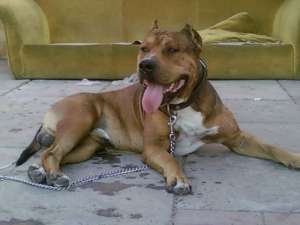 ����� ������������� ���������������� �������