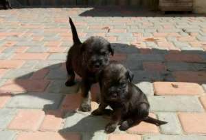 ����� ��������������� - ����������