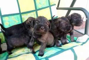 ����� ���������������