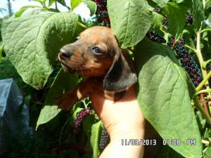 ����� �����������(����������)-�����