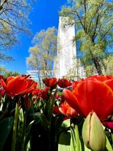 ������ 1-� �������� ���, �����������, 59500 $