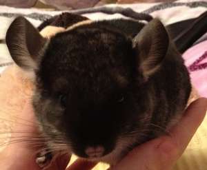 ������ 2-� �������� �������. - ����������