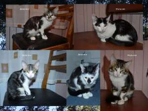 ������ (3 ���, �������� � �������) ����� �������� - ����������