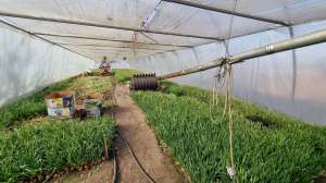 ������ 3-� ������� �����������, �������, 30000 $ - ����������